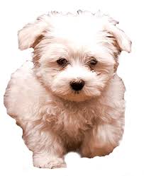 Image result for dog image no background