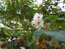 Image result for Dombeya burgessiae
