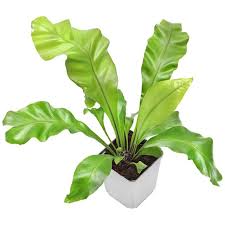 Image result for Asplenium aethiopicum