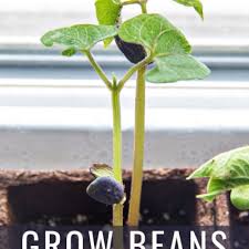Maybe you would like to learn more about one of these? How To Grow Beans From Dried Store Bought Beans