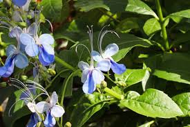 Image result for Rotheca wildii