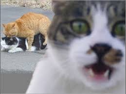 Undoubtedly well deserved and suitable to their personality, the queen is the name derived from the process of giving birth in cats. Male Cats And Female Cats Never Ending Love Story Youtube