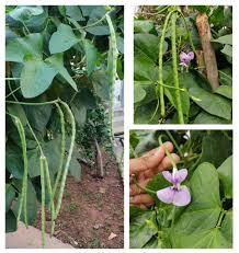 Image result for Vigna unguiculata