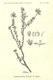 Image result for Adenocarpus