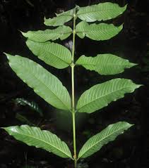 Image result for Pauridiantha