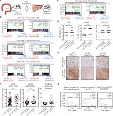 Tissue Specific Transcription Reprogramming Promotes Liver