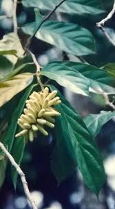 Image result for Lindackeria fragrans