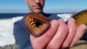 Hit subscribe to see all my other great videos and tips for catching your own beach worms! 10 Common Parasites And Diseases Found In Game Fish And What You Need To Know About Them