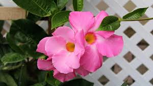 Image result for Mandevilla