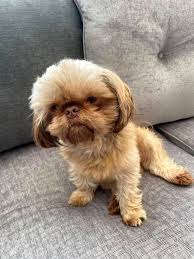 2021 satilik shih tzu fiyatlari panosundaki pin