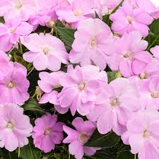 Image result for Impatiens assurgens