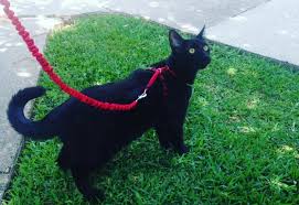 Google Is Making Movies With Your Cat Photos Watch latests episode series online. k945