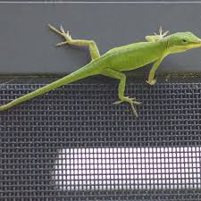 Mar 14, 2021 · during his monologue friday on real time with bill maher, the hbo host said that the united states has already lost the battle for the 21st century against china because we are too busy waging. A Guide To Caring For The Green Anole