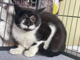 Best dining in oakland, new jersey: Funky Faced Nj Cat Left For Dead Seeks 2nd Chance Instagram Fame Oakland Nj Patch