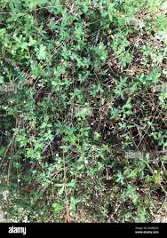 Image result for Molluginaceae