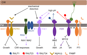 To analyze cesa gene expression, we profiled transcripts with a whole genome tiling array focusing on organs expected to be enriched in secondary cell wall synthesis. Plant Cell Wall Integrity Maintenance In Model Plants And Crop Species Relevant Cell Wall Components And Underlying Guiding Principles Springerlink