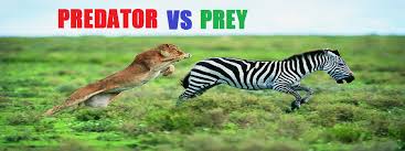 Predator Vs Prey Predator vs preypredator vs prey. predator vs prey