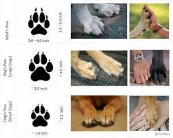 15 Differences Between Dog And Wolf Animal Study Dog Anatomy Animal Tracks