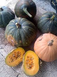 This Page Is A Resource For People Interested In Varieties Of Seminole Pumpkins And Their Pumpkin Pumpkin Varieties Backyard Farming