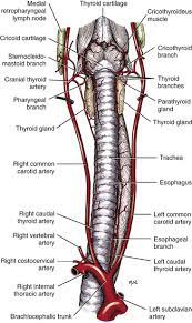 Trachea And Bronchi Veterian Key