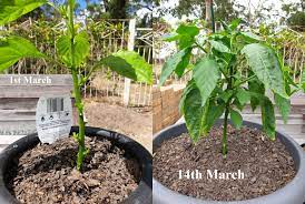 Maybe you would like to learn more about one of these? Bhut Jolokia Growing Like Crazy After Topping Hotpeppers