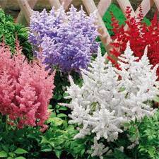 Bulk Astilbe Astilbe Mixture Super Sak Breck S Astilbe Rose Garden Design Shade Perennials
