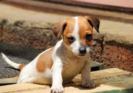 Terrier Mix Breeds Complete Guide To The Different Terrier Crosses Animal Corner
