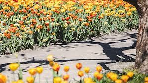 Denn auf dem gartengelände blühen. Tulipan Im Britzer Garten