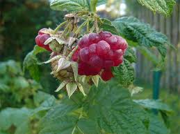 So erkennen sie tierkot im garten. Obststraucher Der Obststrauch