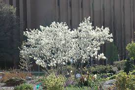 Serviceberry bushes are also noted for their brilliant fall colors, and none are more striking than the autumn brilliance serviceberry shrub. Autumn Brilliance Serviceberry Amelanchier X Grandiflora Autumn Brilliance In Boston Hopkinton Chelmsford Hingham Middleborough Massachusetts Ma At Weston Nurseries