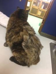 When it comes to your cat's coat health, prevention is definitely better than cure. Grooming Cats On Broadway Veterinary Hospital