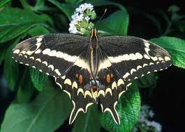 Las Mariposas Mas Hermosas Del Mundo En Primer Plano Butterfly Species Swallowtail Butterfly Swallowtail