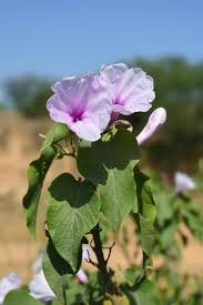 Image result for Ipomoea carnea