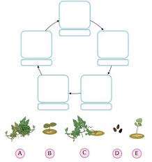 Maybe you would like to learn more about one of these? Kunci Jawaban Kelas 3 Sd Tema 1 Subtema 4 Halaman 155 160