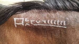 Check spelling or type a new query. Decoding A Mustang Horse Brand Helpful Horse Hints