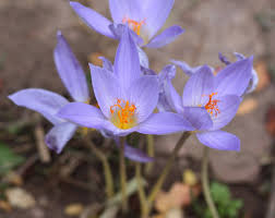 Image result for Crocus speciosus