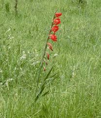 Image result for Gladiolus unguiculatus