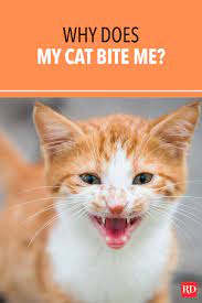 Pin On Cats