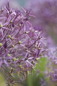 Its aromatic foliage also makes it deer and rabbit resistant. Everything You Need To Know About Ornamental Alliums Gardenista