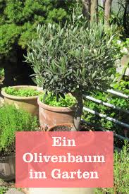Das einpflanzen geht folgender maßen: Olivenbaum Pflegeanleitung Gartenbob De Der Garten Ratgeber