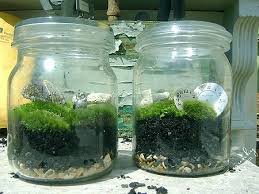 Love Terrariums Love Mosses Love This Moss Terrarium Moss Garden Terrarium