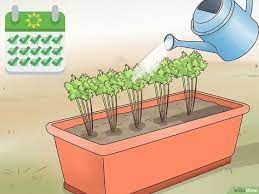 How To Grow Carrots In Pots With Pictures Growing Carrots Planting Carrots Seeds Growing Carrots From Seed