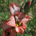 Image result for Gladiolus zimbabweensis