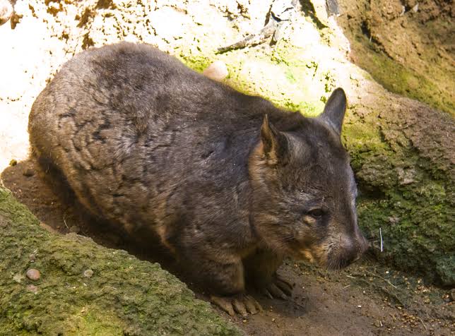 Mga resulta ng larawan para sa Southern Hairy-nosed Wombat"