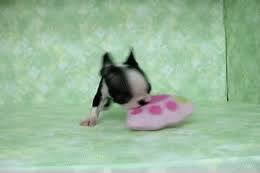 The best gifs are on giphy. Gif Image Popular Merry Christmas Boston Terrier Gif