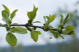 Image result for Rhamnaceae