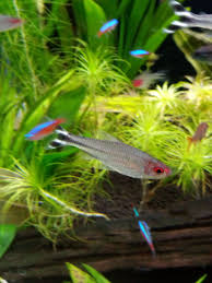 レッド ノーズ テトラ