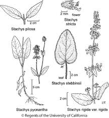 Image result for Stachys