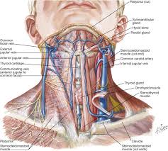 Glands in neck diagram the anatomy of neck and. Sternothyroid Muscle An Overview Sciencedirect Topics
