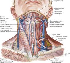 As we have seen from the previous picture the same is true for the left side too. Superior Thyroid Vein An Overview Sciencedirect Topics